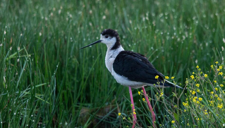 Oiseaux, plantes et libellules du marais de Tasdon jusqu'au coucher du soleil